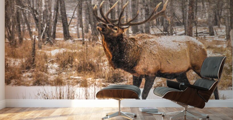 JBS 4996  Wall Murals