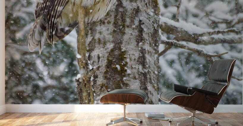 JBS 4998 Wall Murals