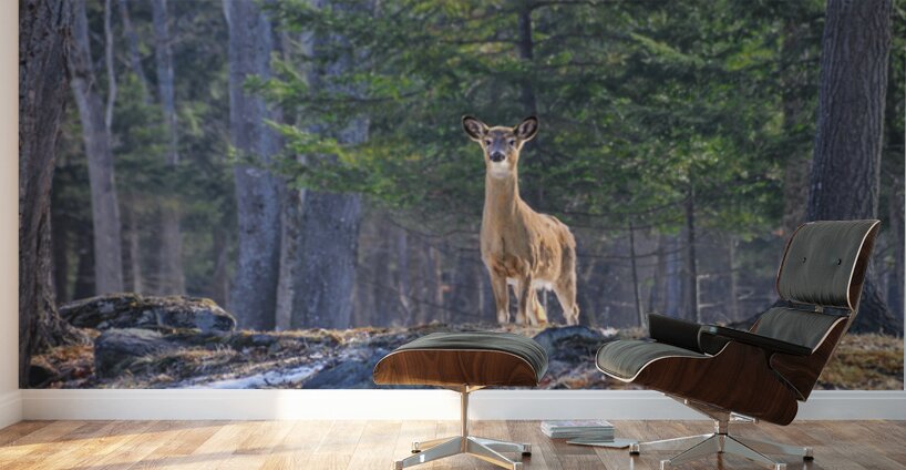 JBS 8417 Wall Murals