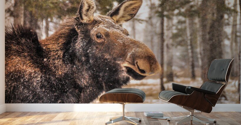 JBS 4902  Wall Murals