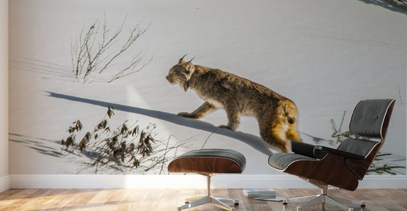 JBS 8781 Wall Murals