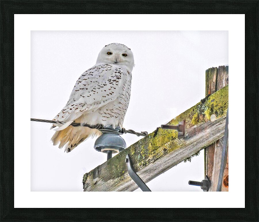 DSC 1876  Picture Frame print