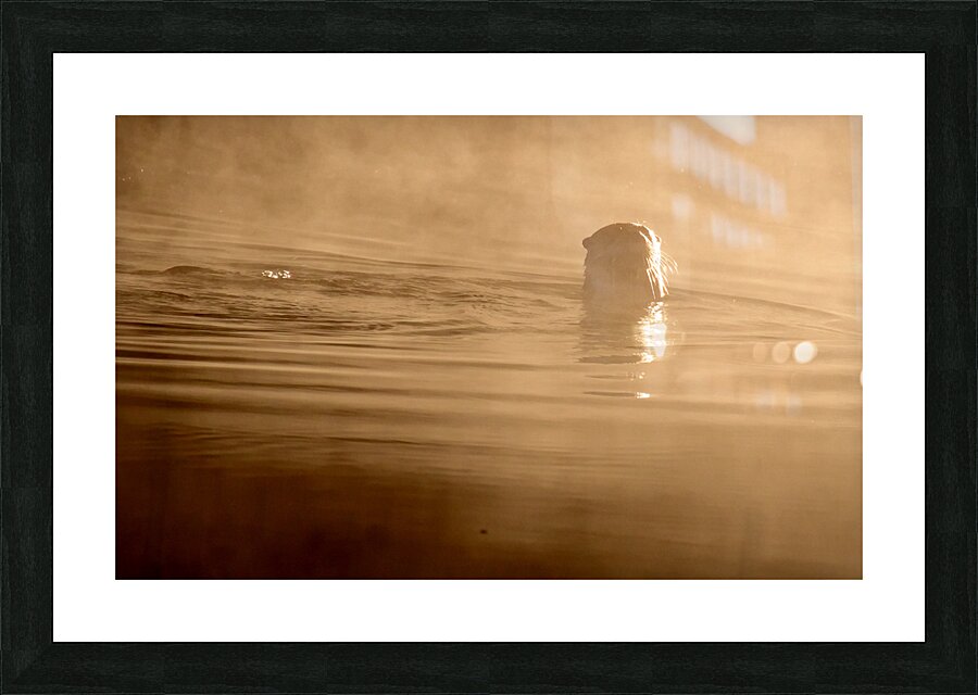 DSC 1719  Picture Frame print