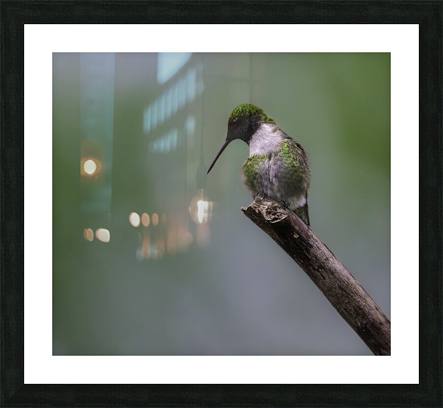 JBS 1233 Picture Frame print