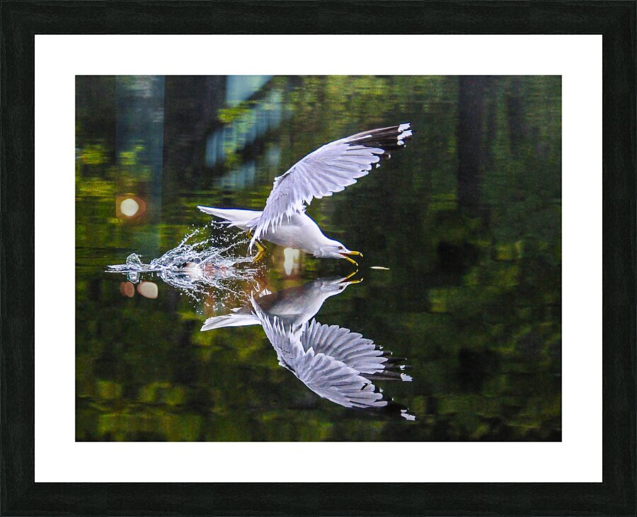 seagull  Picture Frame print