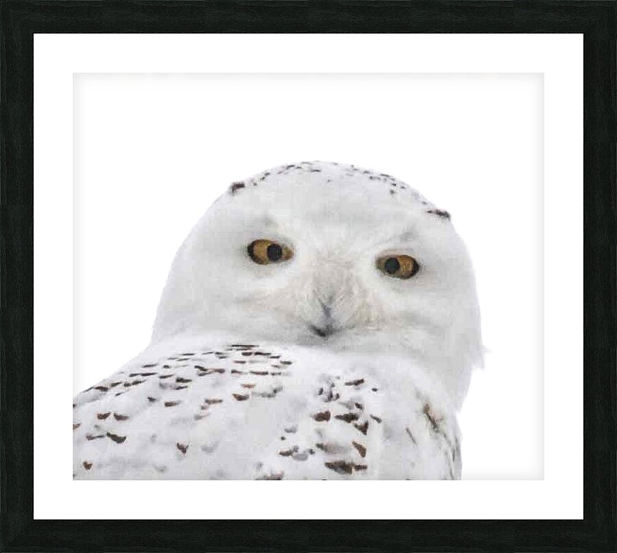 DSC 1876 2 Picture Frame print