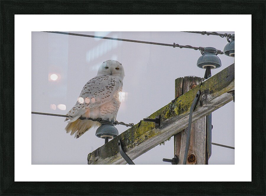 DSC 1879 Picture Frame print