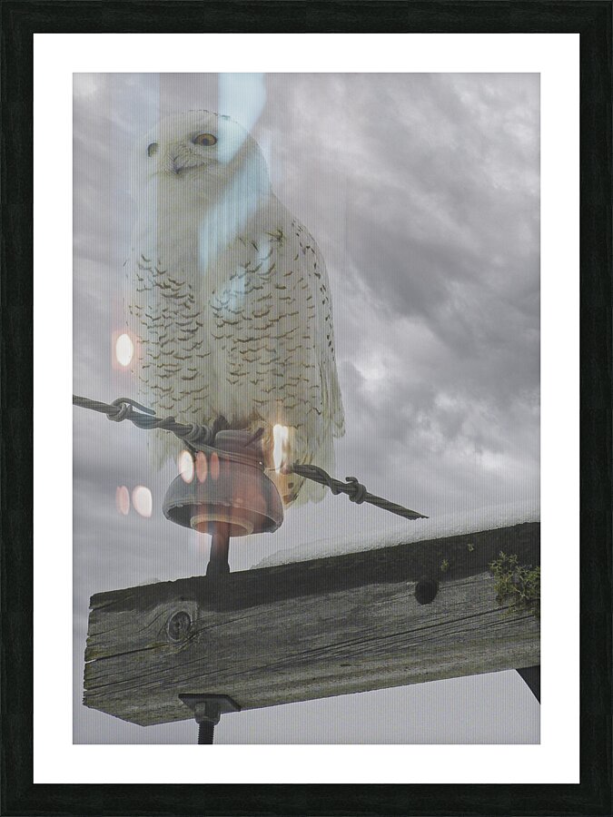 DSC 1902  Picture Frame print