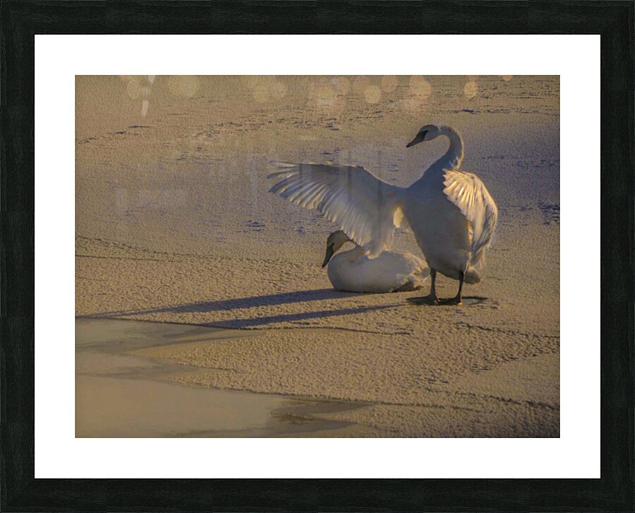 DSC 5806  Picture Frame print