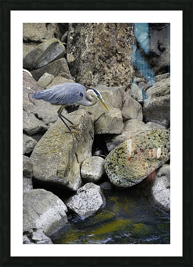 JBS 1629 2 Picture Frame print