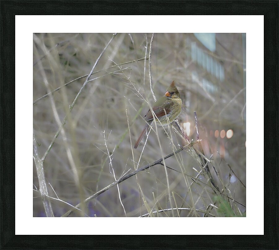 JBS 0660 Picture Frame print