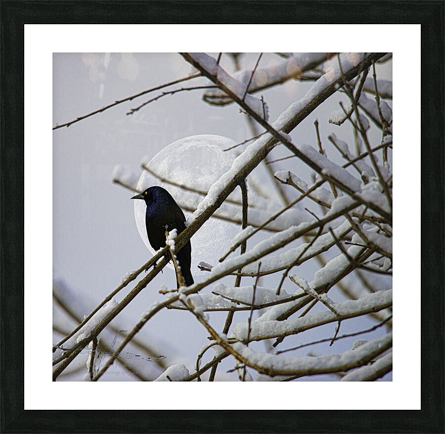 JBS 0164  Picture Frame print