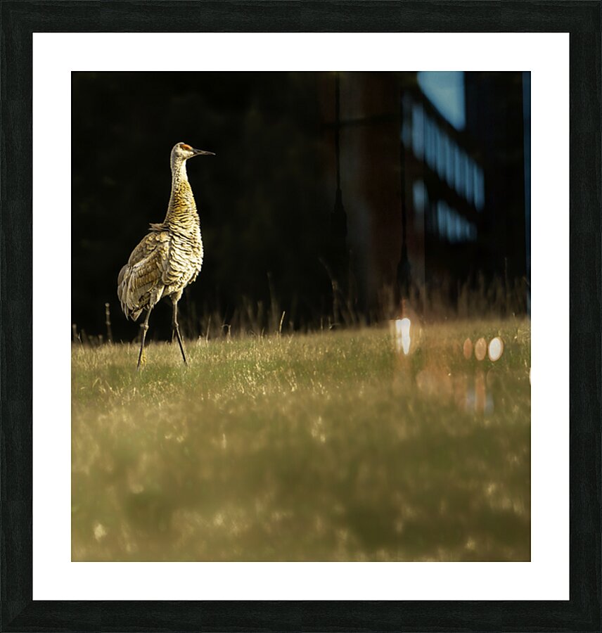 JBS 0909 Picture Frame print