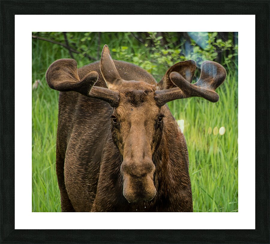 JBS 2500 Picture Frame print