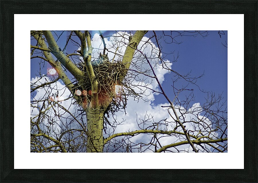 DSC 0059  Picture Frame print