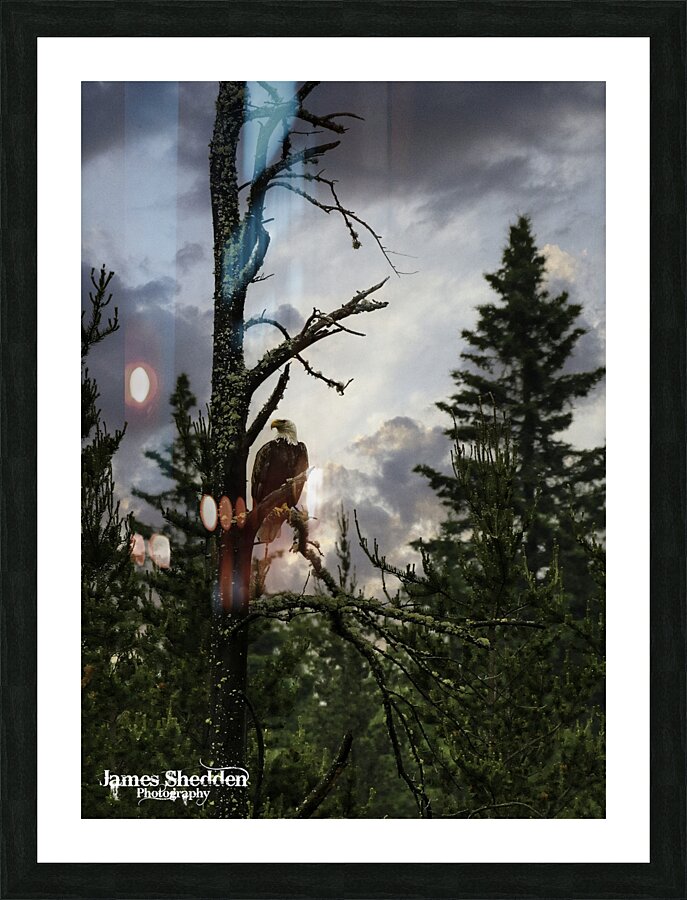 Eagle-Gogama Picture Frame print