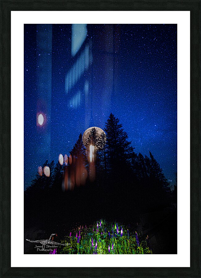 LUPINS1 Picture Frame print