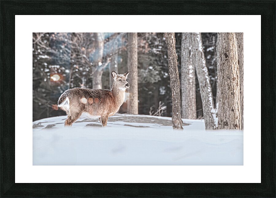 JBS 5494  Picture Frame print