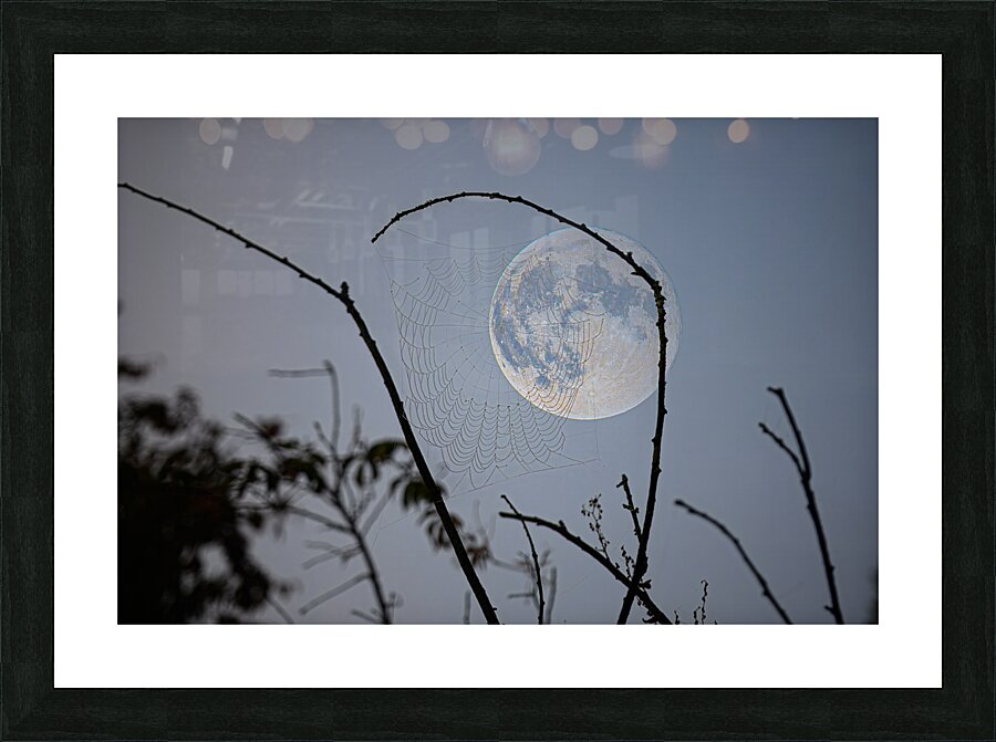 ZJS 8305  Picture Frame print