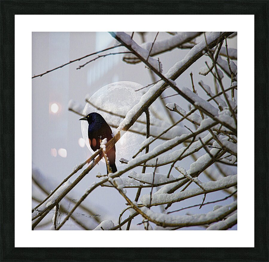 JBS 0164  Picture Frame print