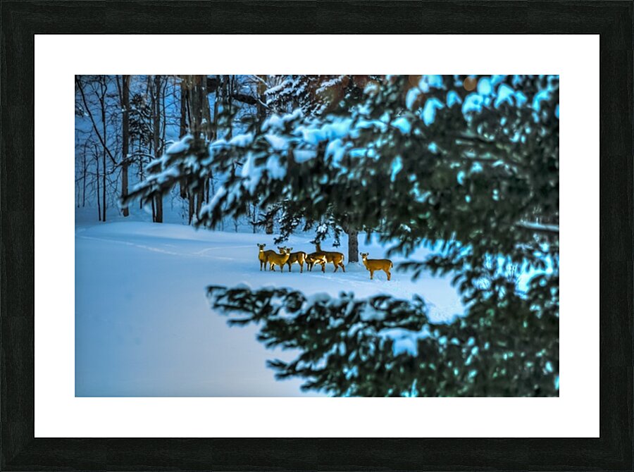 DSC 5646 Picture Frame print