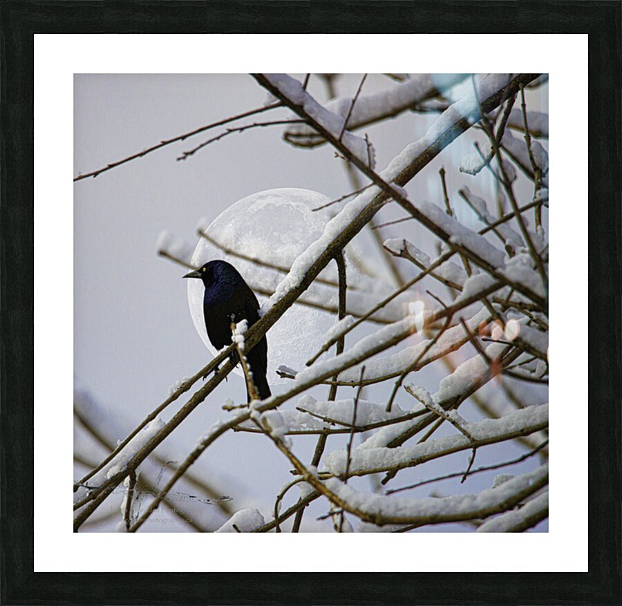 JBS 0164 Picture Frame print