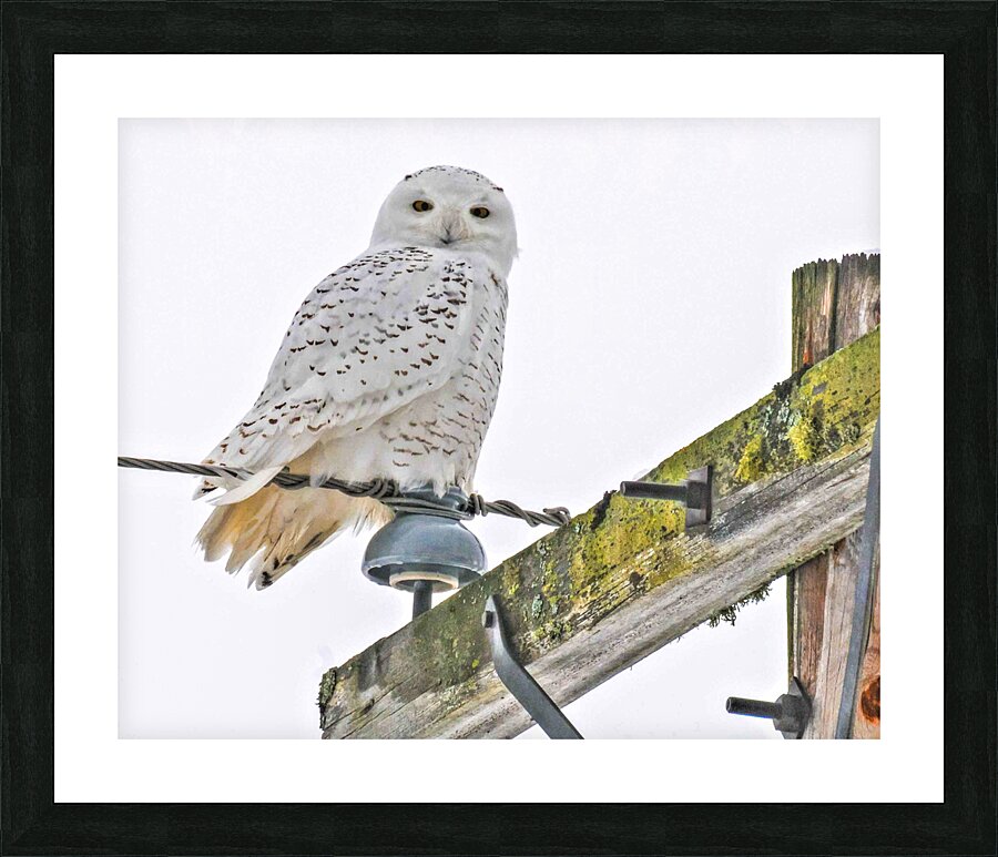 DSC 1876 Picture Frame print