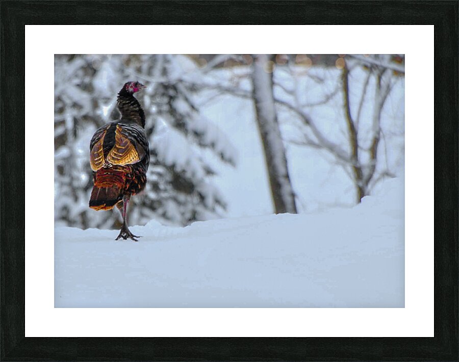 DSC 5553 Picture Frame print