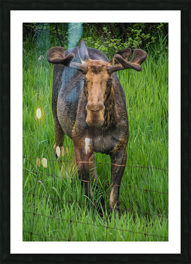 JBS 2499 Picture Frame print