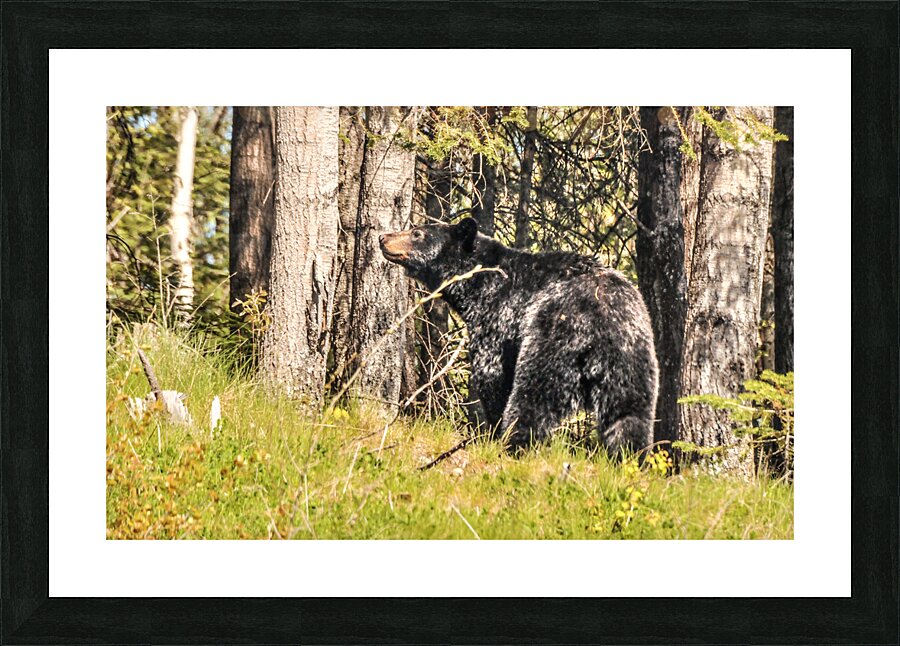 JBS 2614  Picture Frame print