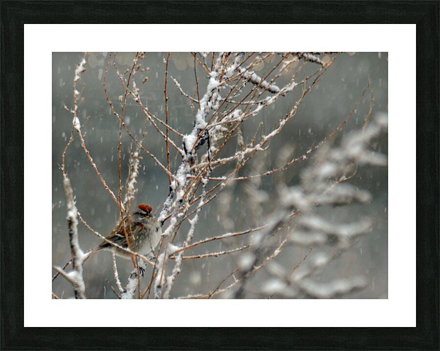  JBS9523 Picture Frame print