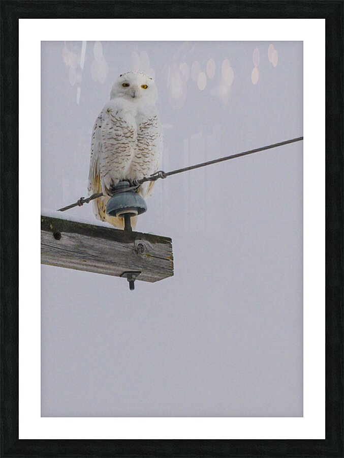 DSC 1897 Picture Frame print