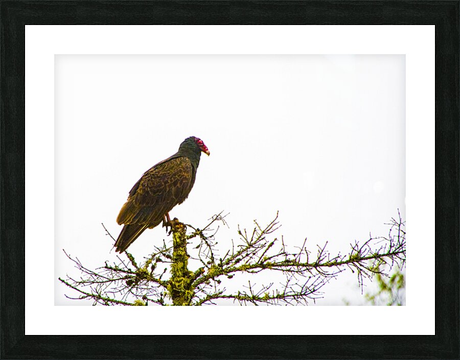 JBS 3472 Picture Frame print