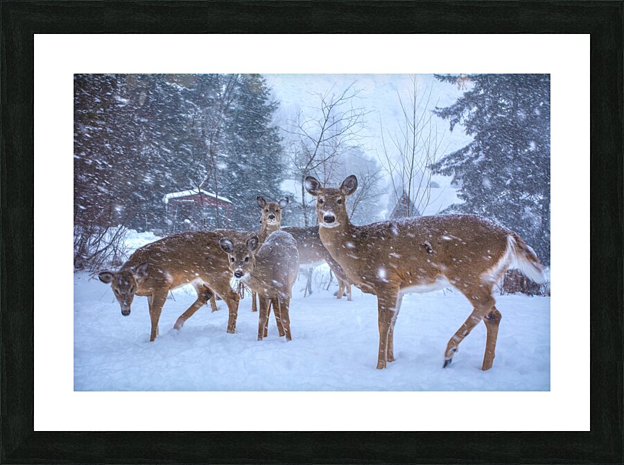 JBS 3204 2  Picture Frame print