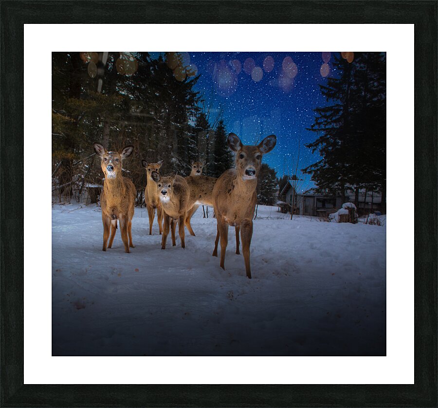 JBS 3174 2  Picture Frame print