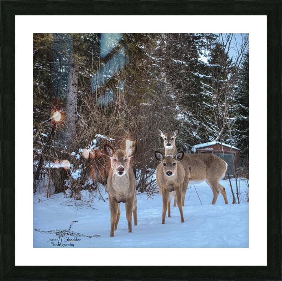 JBS 3117 2  Picture Frame print