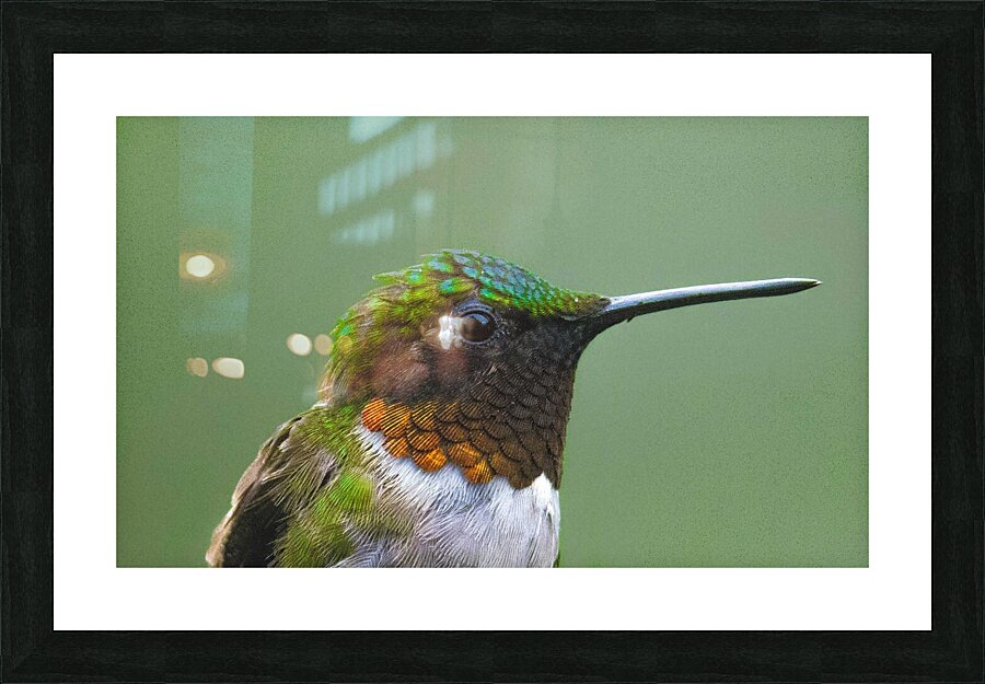 JBS 4152 Picture Frame print