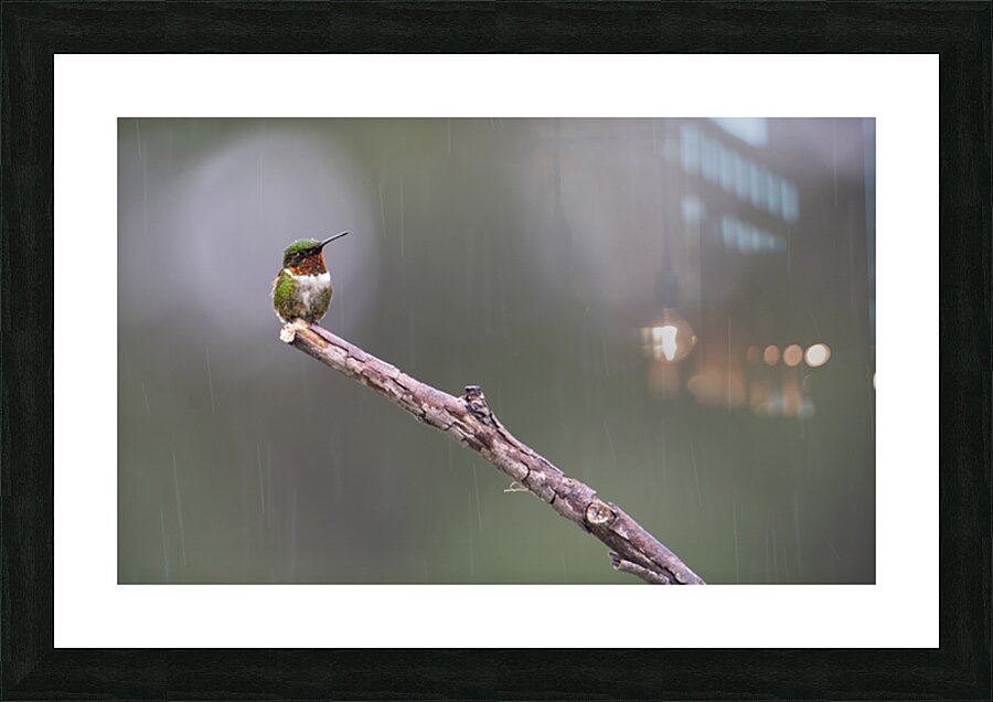 JBS 3953 Picture Frame print