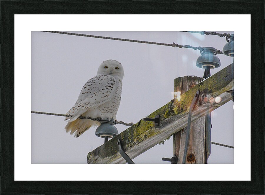DSC 1879 Picture Frame print