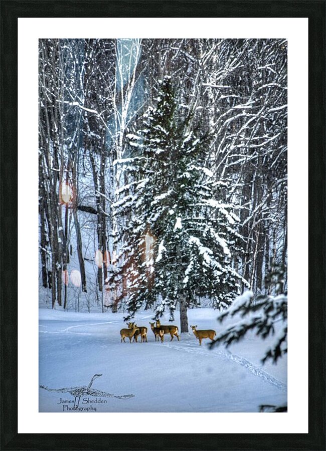 DSC 5638 Picture Frame print