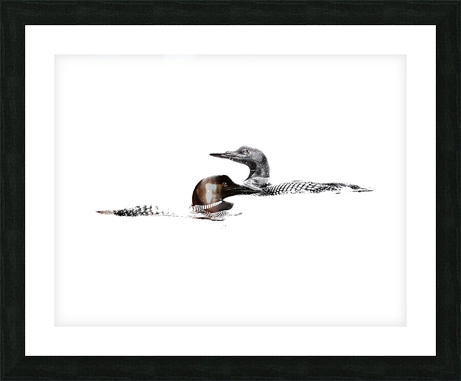 loons Picture Frame print