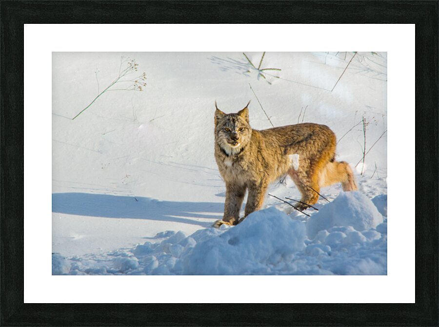 JBS 8771 Picture Frame print