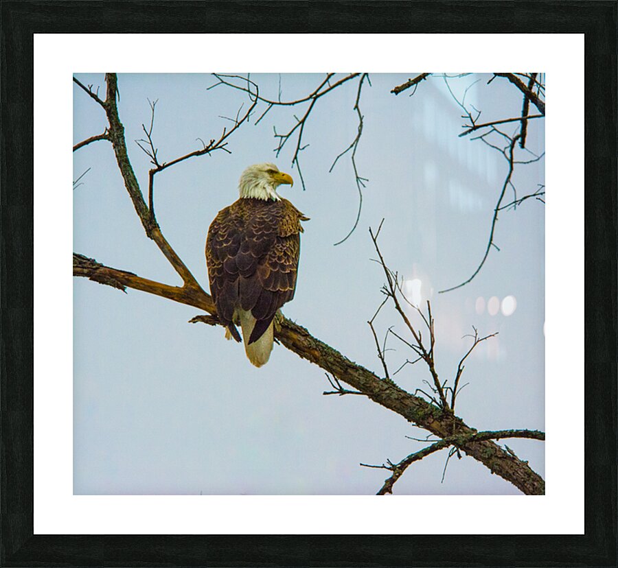 JBS 9645 Picture Frame print