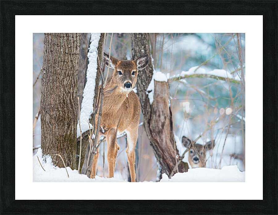 JBS 8854 Picture Frame print