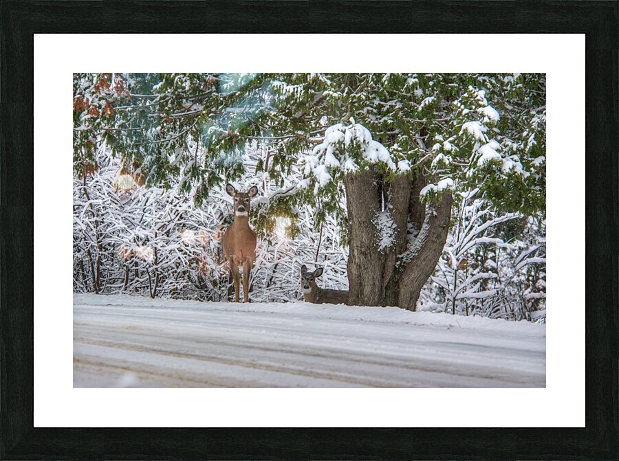 JBS 7888  Picture Frame print