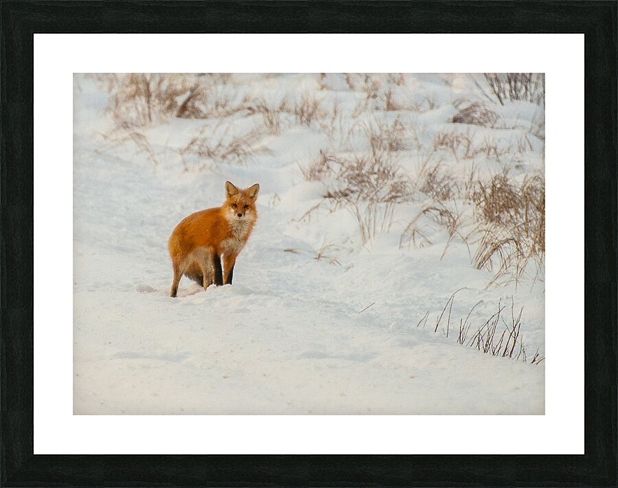 JBS 6354 Picture Frame print