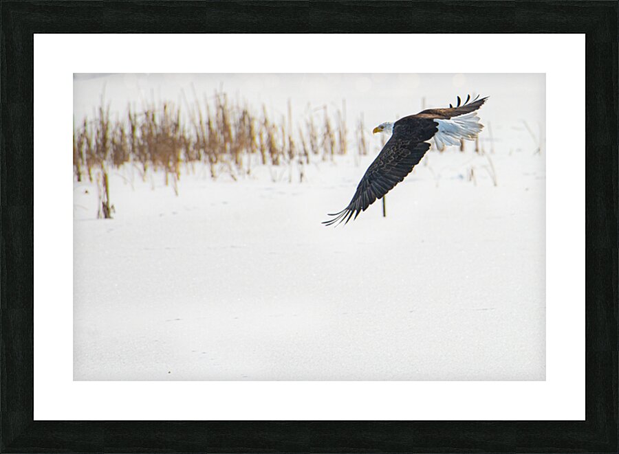 JBS 8846 Picture Frame print