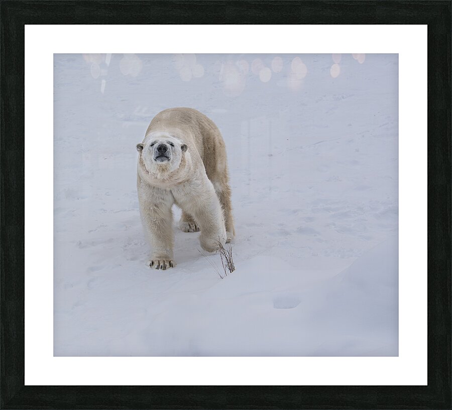 JBS 8219 Picture Frame print