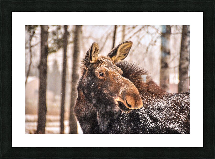 JBS 4894 Picture Frame print