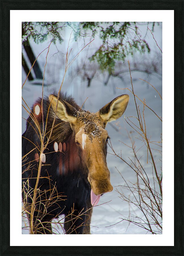 JBS 4767 Picture Frame print